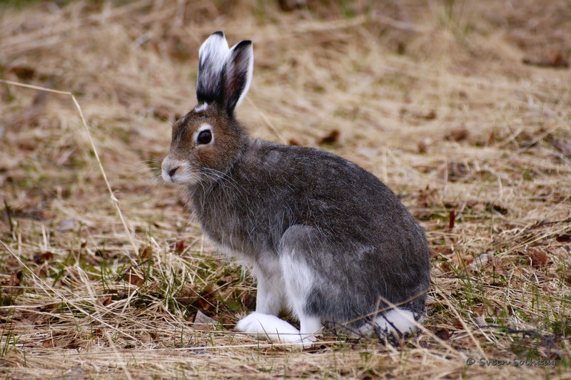 Hare.