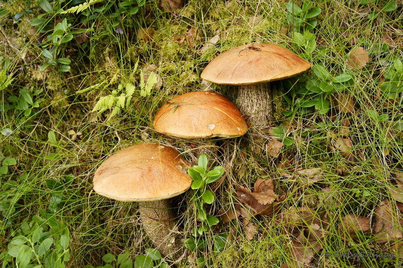Rødskrubb. Rødskrubb.