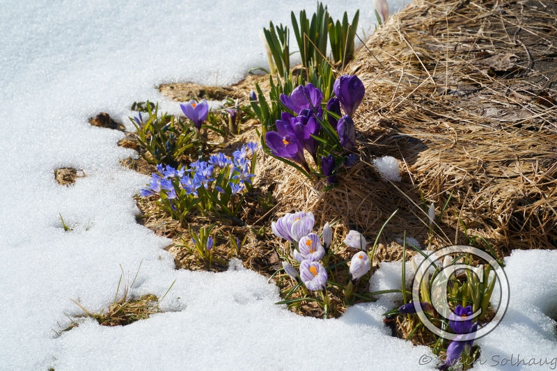 Vårblomster