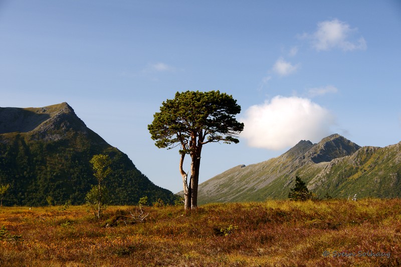 Forfjorddalen Forfjorddalen