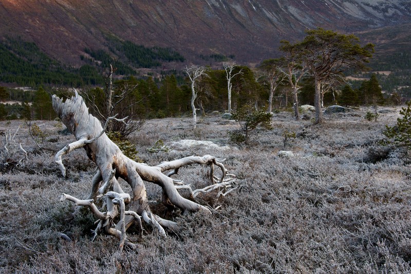 Forfjorddalen Forfjorddalen