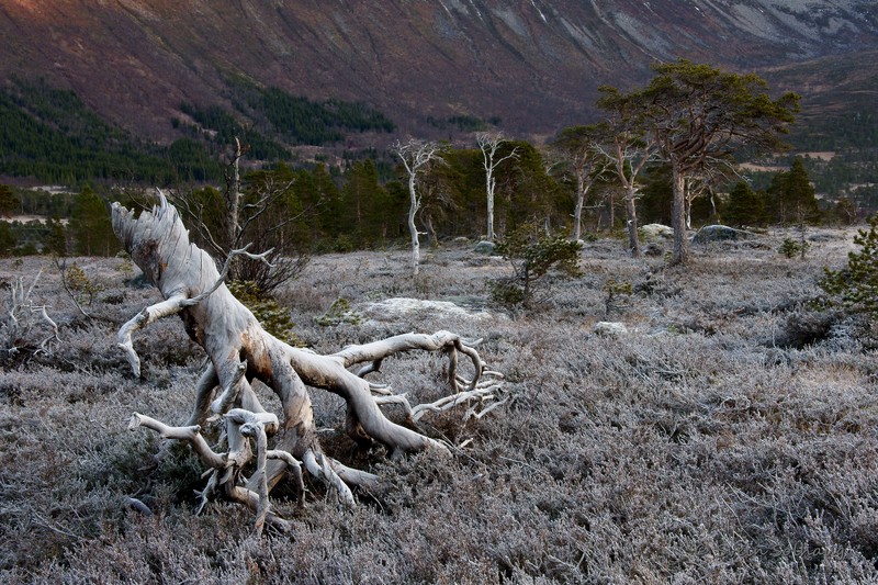 Forfjorddalen