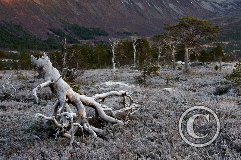 Forfjorddalen