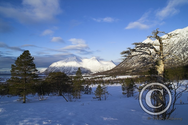 Forfjorddalen