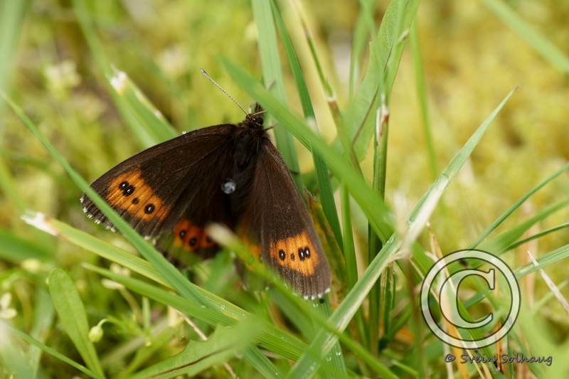 Ringsommerfugl